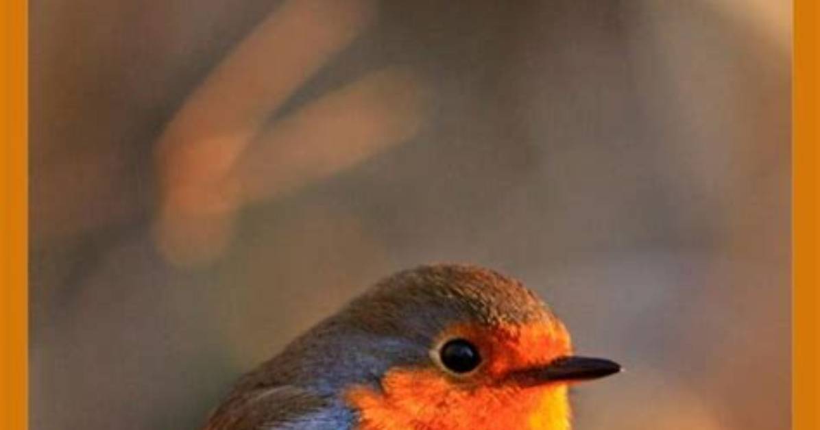 What Sounds Do Birds Hate