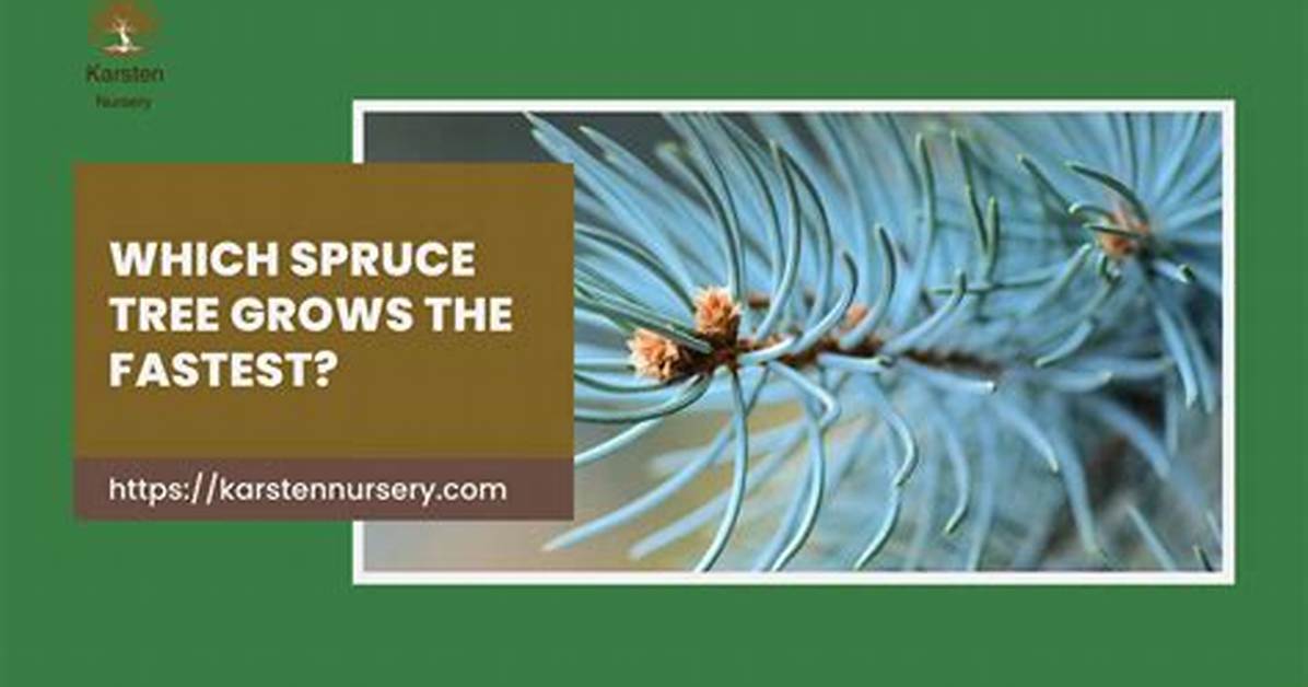 What Spruce Tree Grows Fastest?