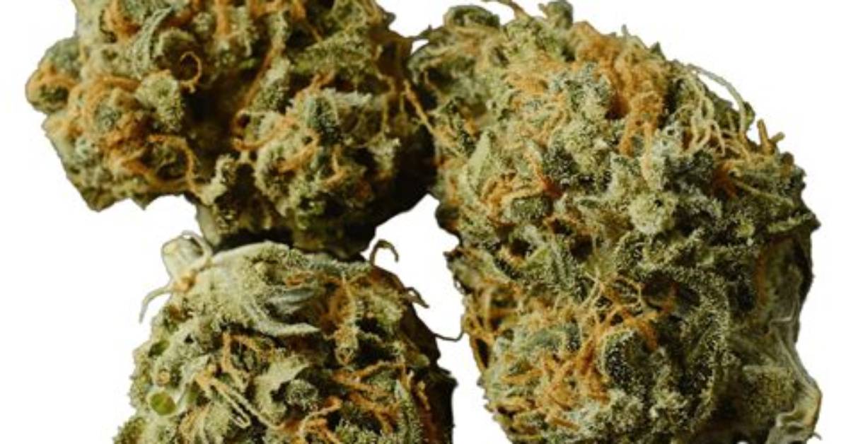 What Strains Make Gg4