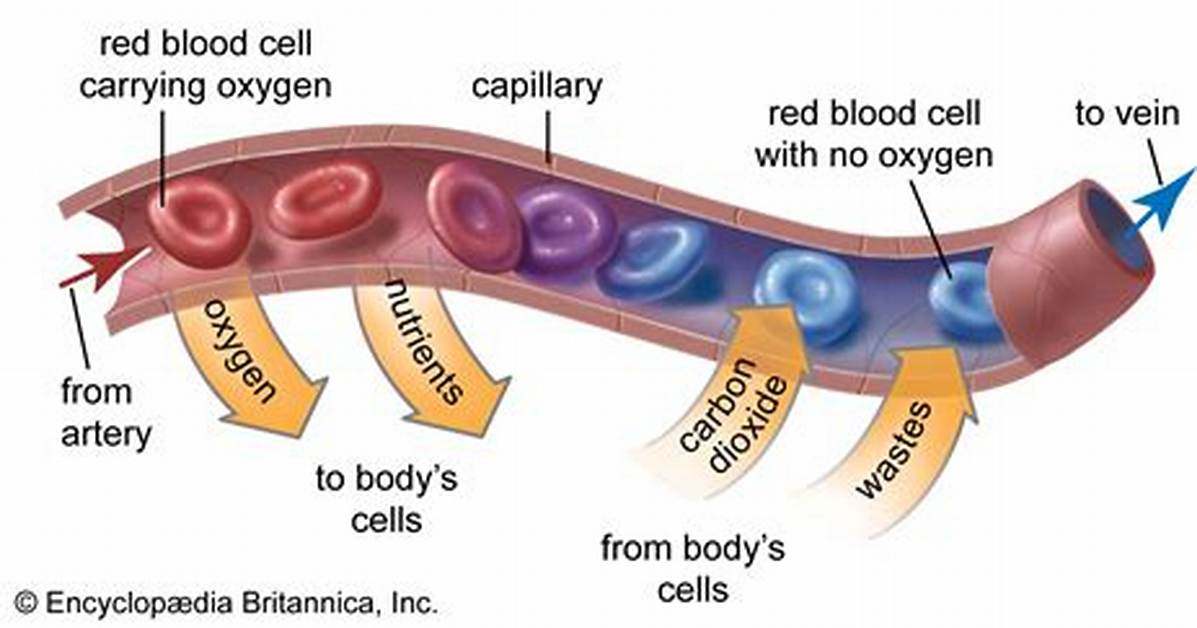 What Structure Carries out Cell Movement
