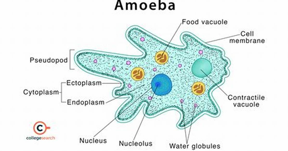 What Structure Contains the Amoebas Dna