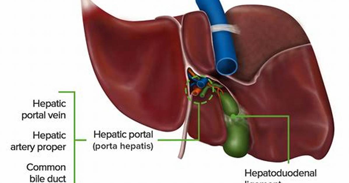What Structures Comprise a Porta Hepatis