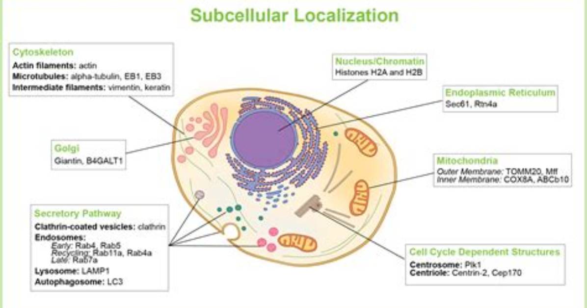 What Subcellular Structures Are Specific to Plant Cells?