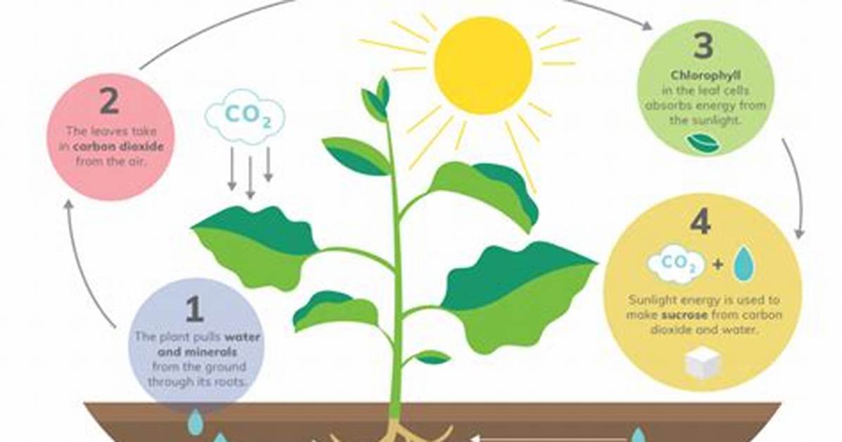 What Sugar Is Produced by Photosynthesis