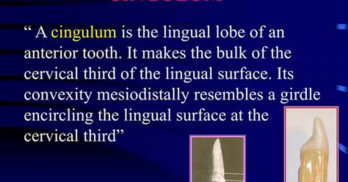 What Teeth Have Cingulum? | Contextresponse. Com