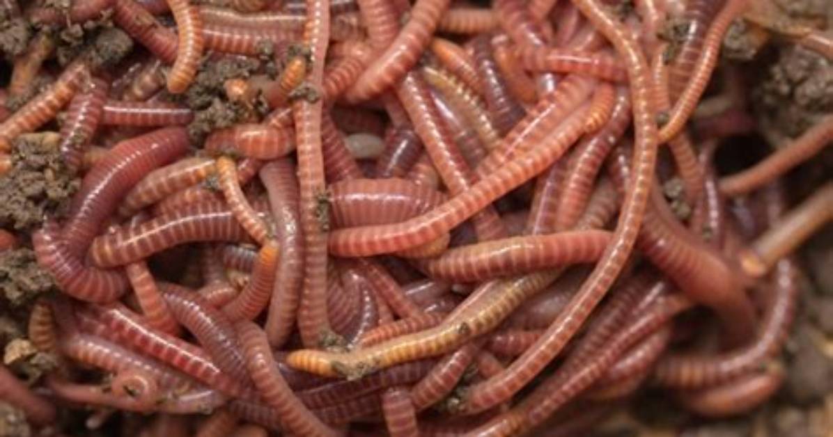 What Temperature Can Red Wigglers Survive?