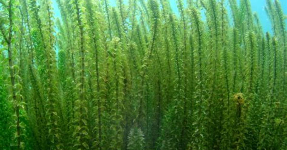 What Temperature Does Elodea Live In