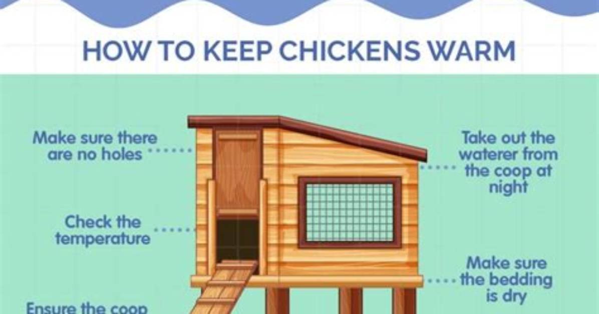 What Temperature Is Too Cold for Chickens?