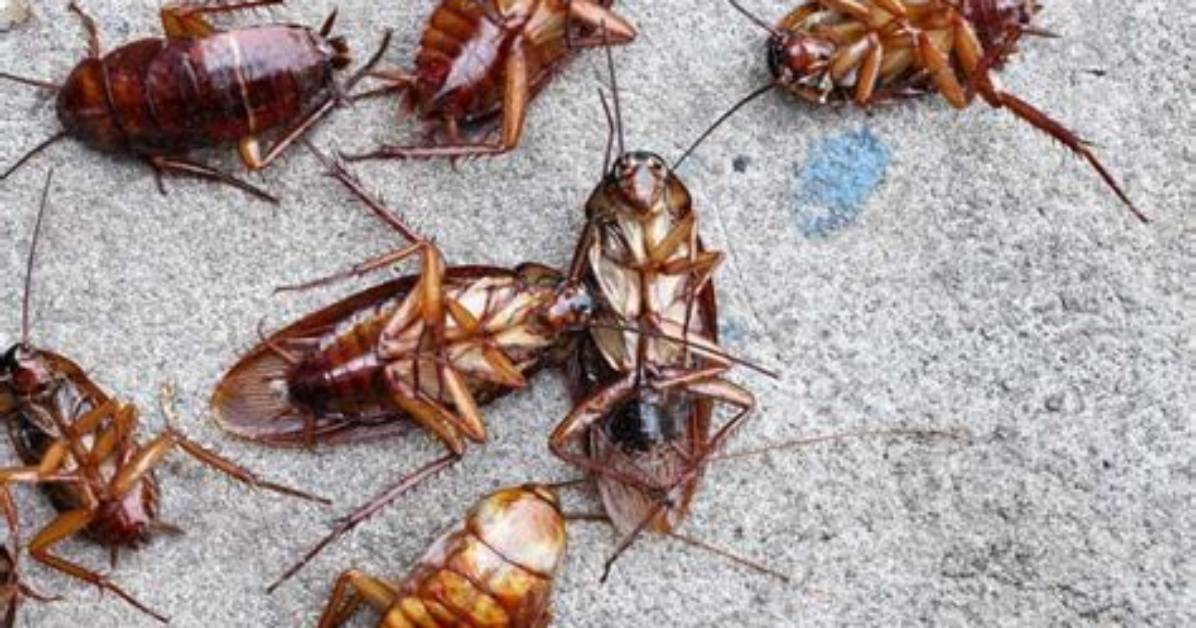 What Temperature Kills Roaches