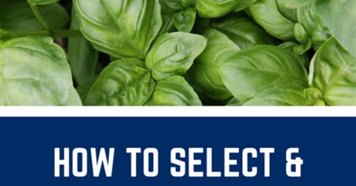 What Temperature Should Basil Be Stored At