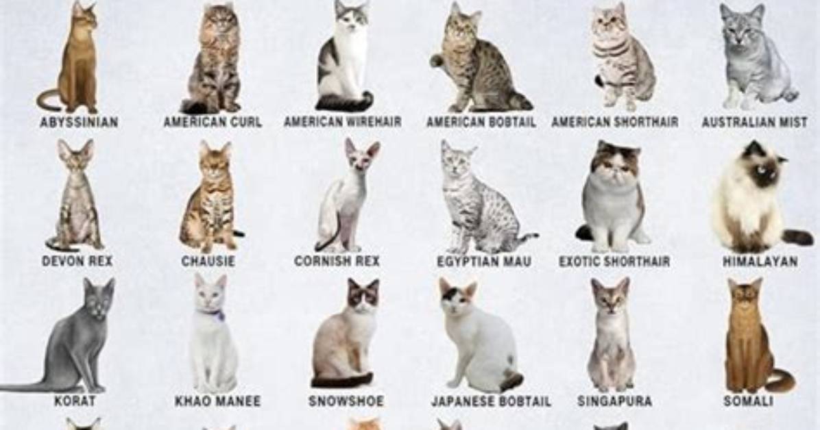 What the Type of Cat You Have Says About Your Personality & Emotional State
