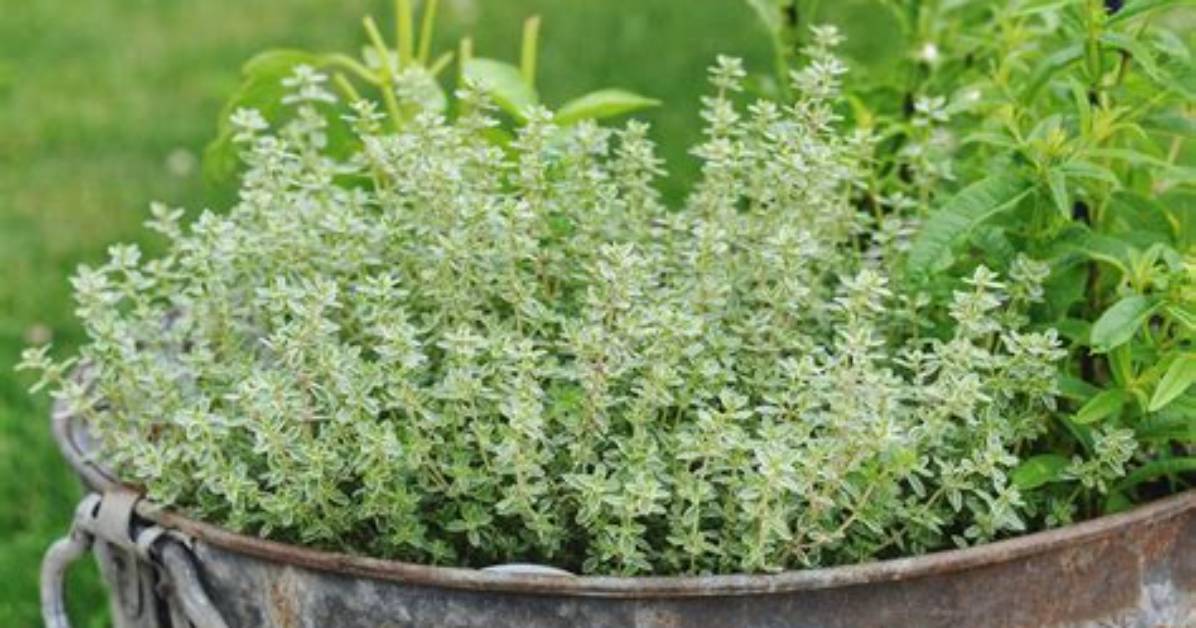 What Thyme Looks Like?