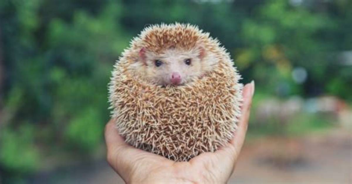 What Time Do Hedgehogs Come out?