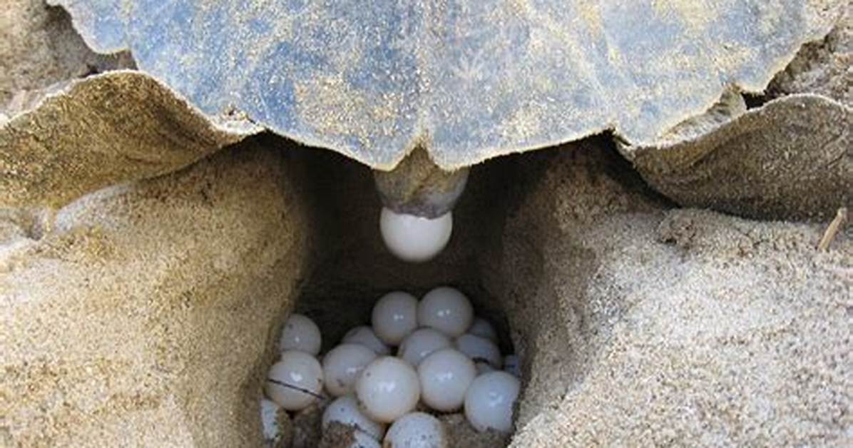 What Time Do Turtles Lay Their Eggs