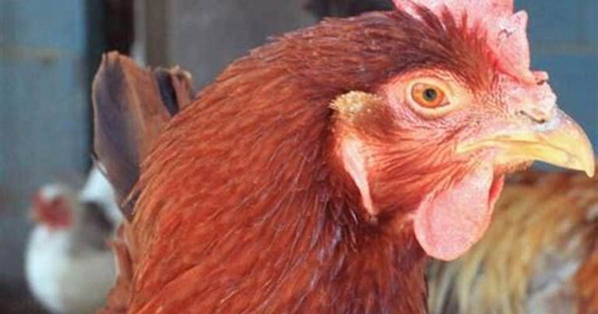 What to Do If Your Chicken Lays a Lash Egg