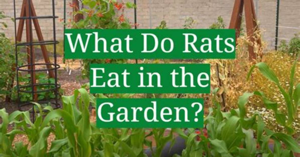 What to Do in the Garden in January: 10 Jobs