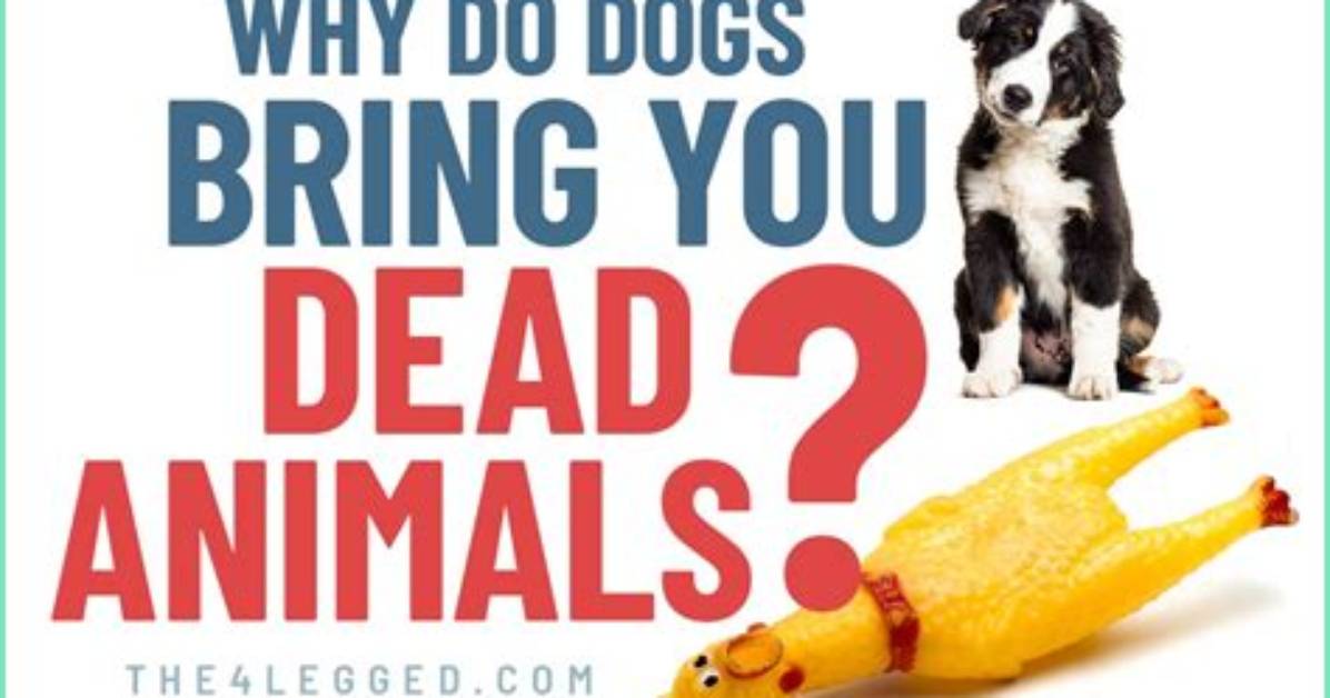What to Do When You Are Dead in Phasmophobia? (Answered)