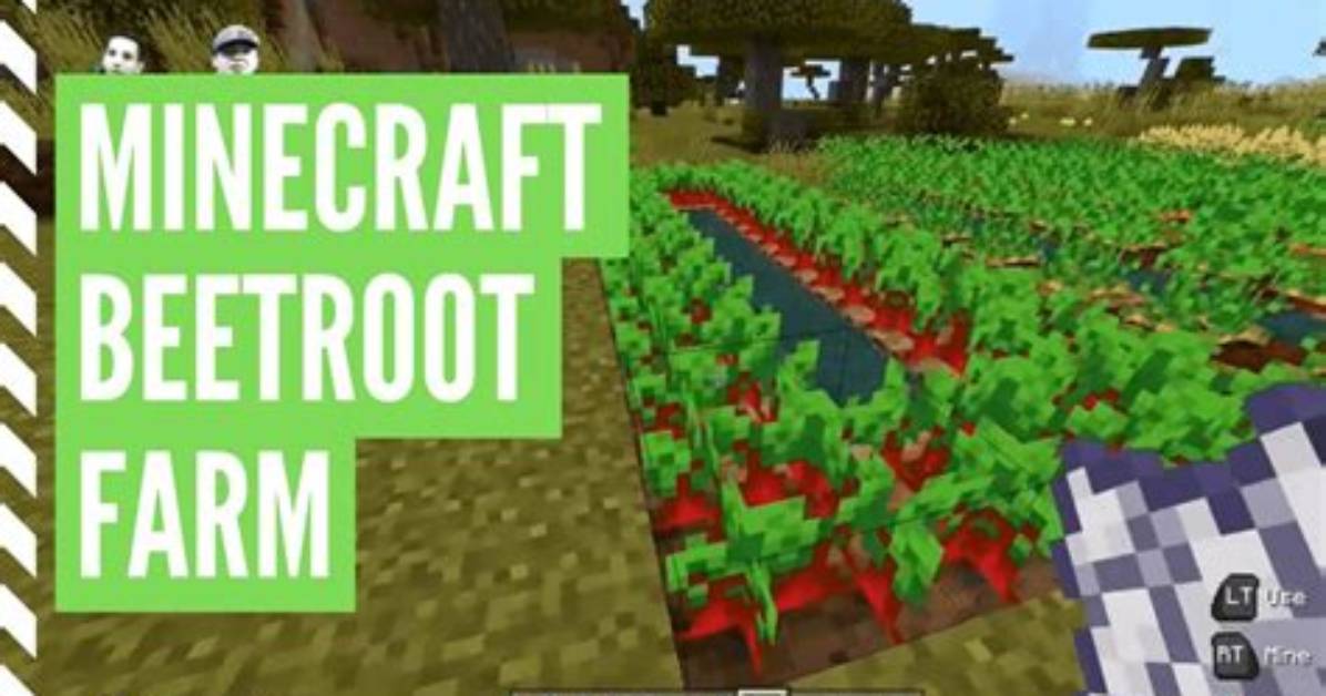 What to Do with Beetroot Minecraft