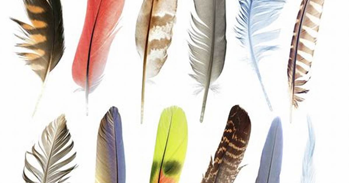 What to Do with Bird Feathers