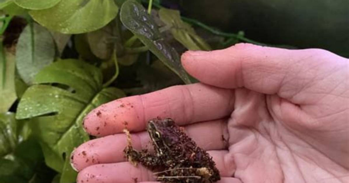 What to Feed My Froglets?