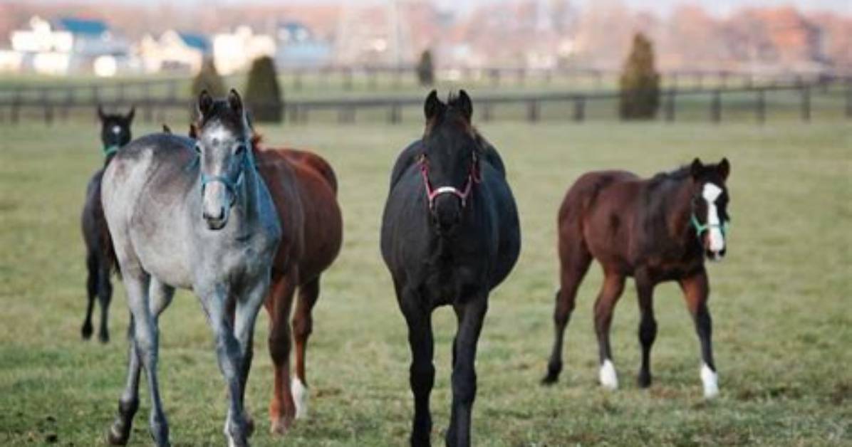 What to Feed Weanlings?