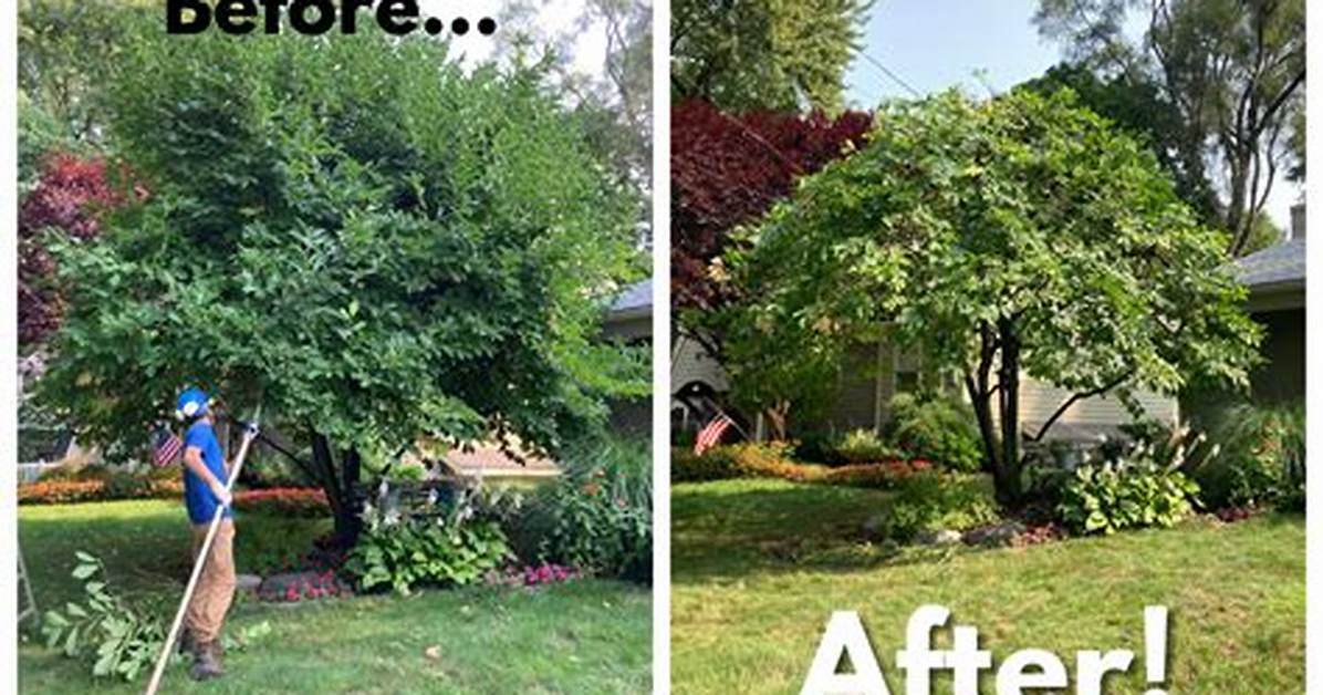 What to Put on Trees After Pruning