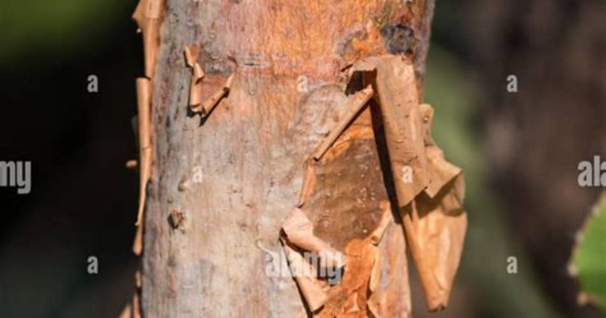 What Tree Has Thin Bark