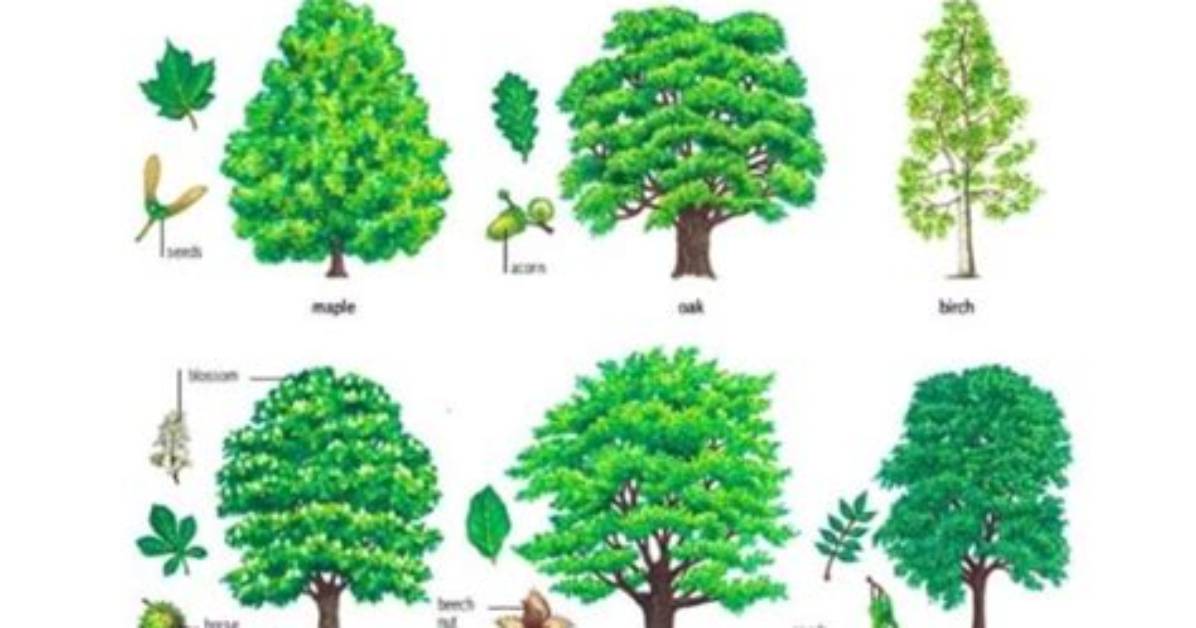 What Trees Are Deciduous Trees