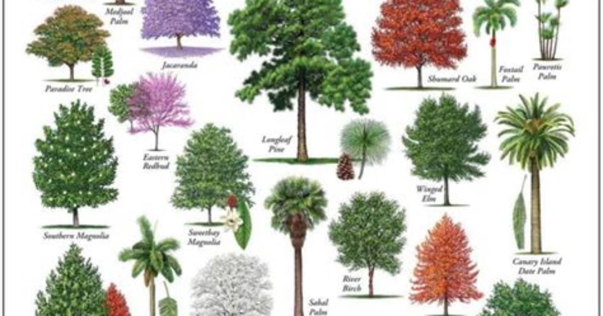 What Trees Are in Florida