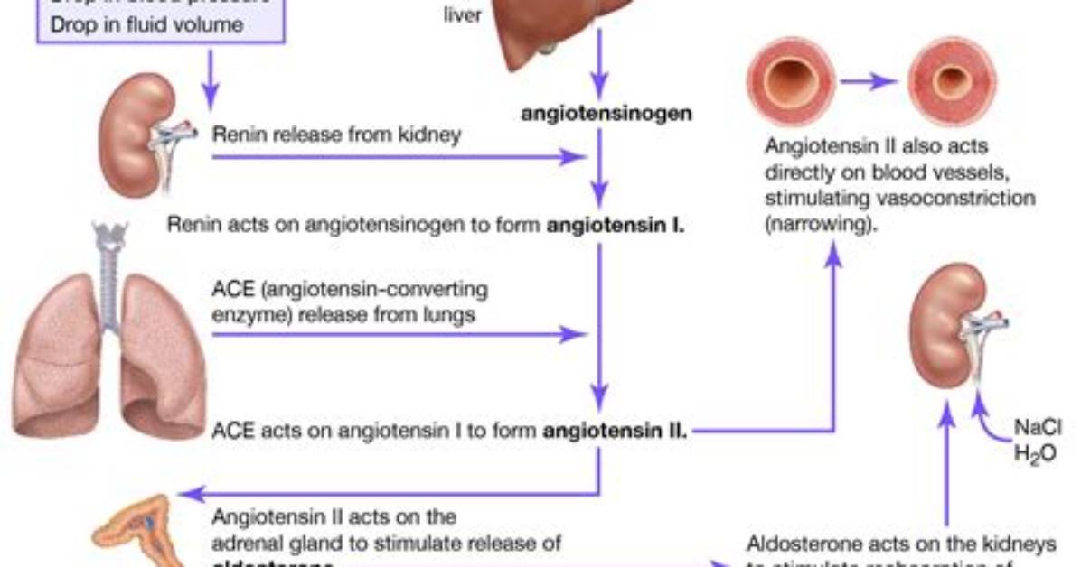 What Triggers Angiotensin Ii