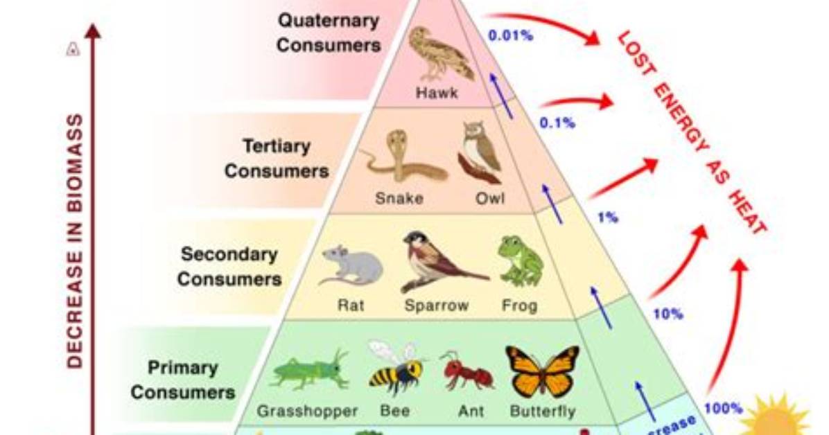 What Trophic Level Is Algae