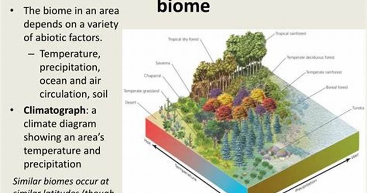 What Two Factors Determine a Biome