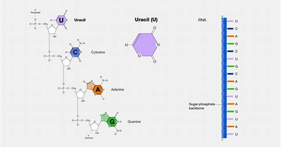 What Uracil Pair with?