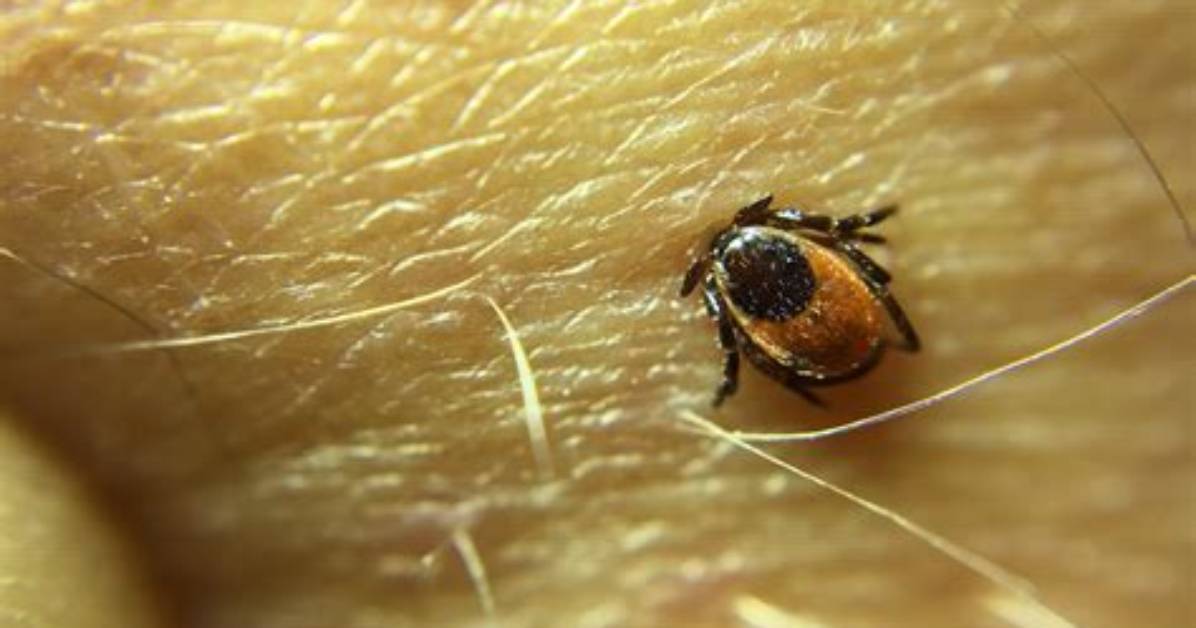 What Use Are Ticks