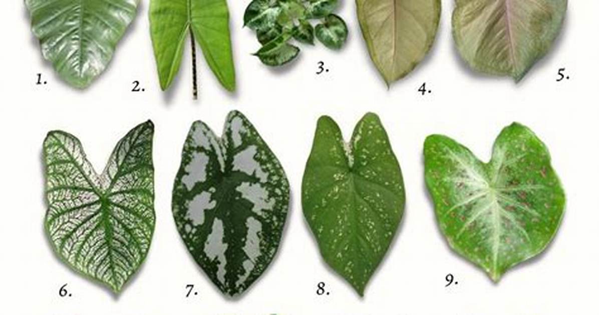 What Vegetable Has a Heart Shaped Leaf?