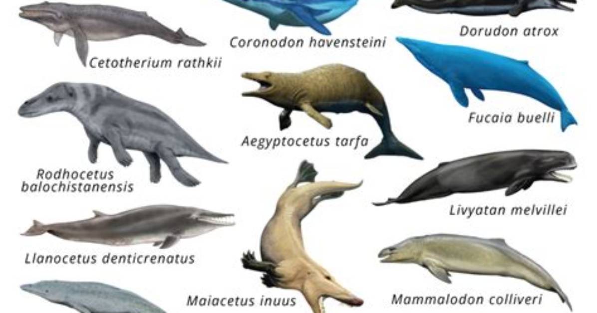 What Whale Is Extinct - Lisbd-Net. Com