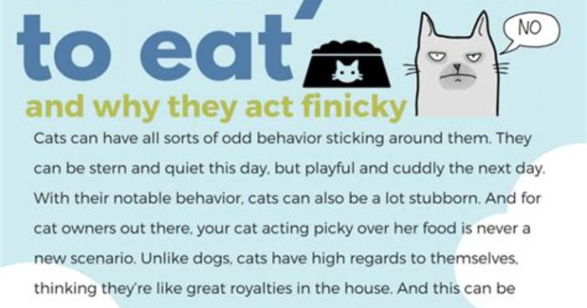 What Will Finicky Cats Eat?
