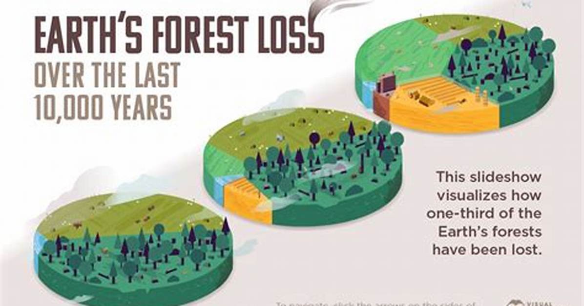 What Will Happen If Deforestation Continues?