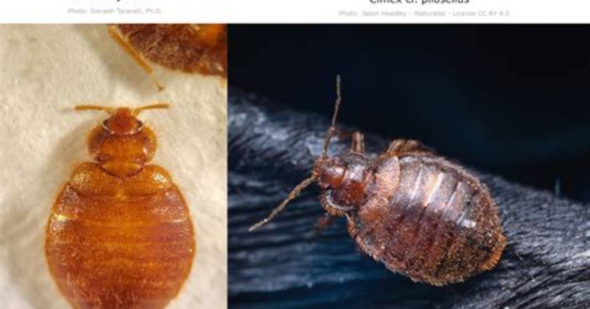 What Will Kill Bat Bugs