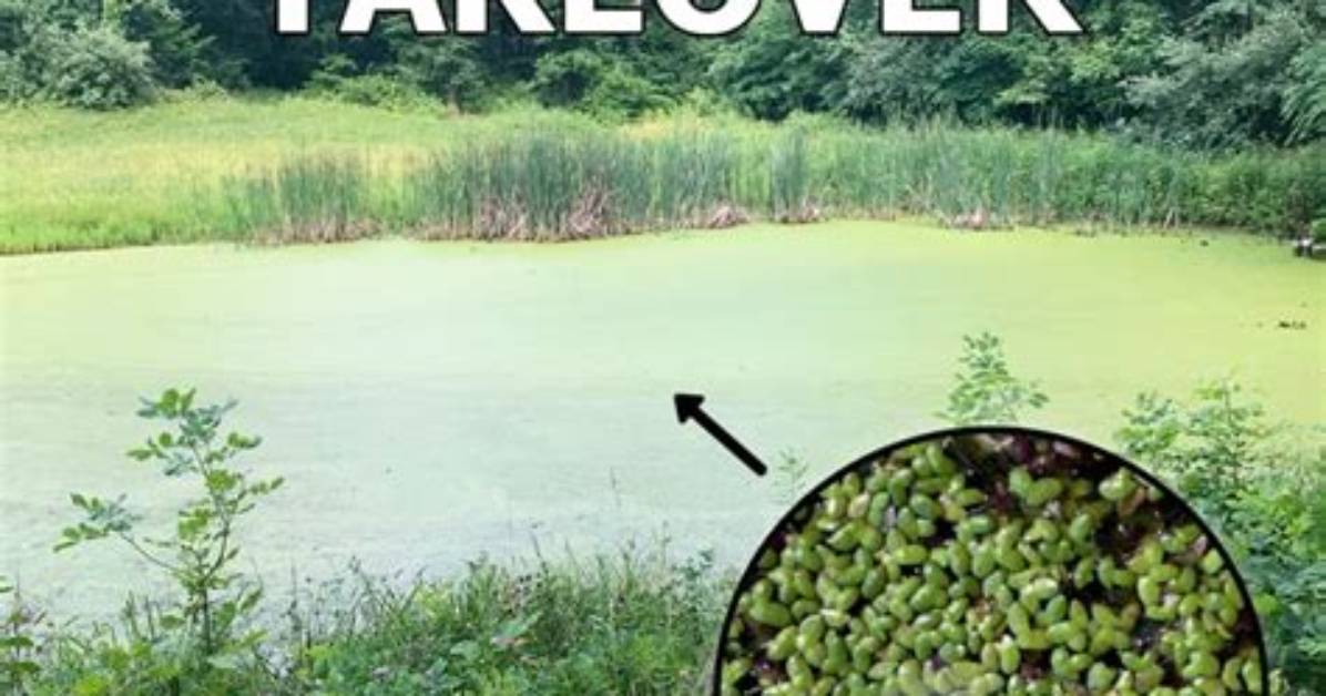 What Will Kill Duckweed