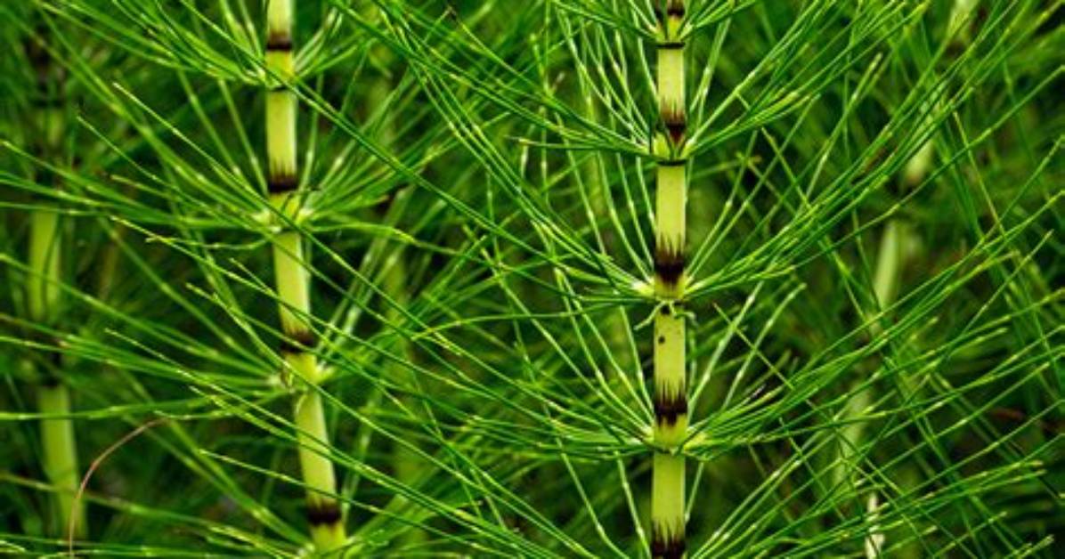 What Will Kill Horsetail