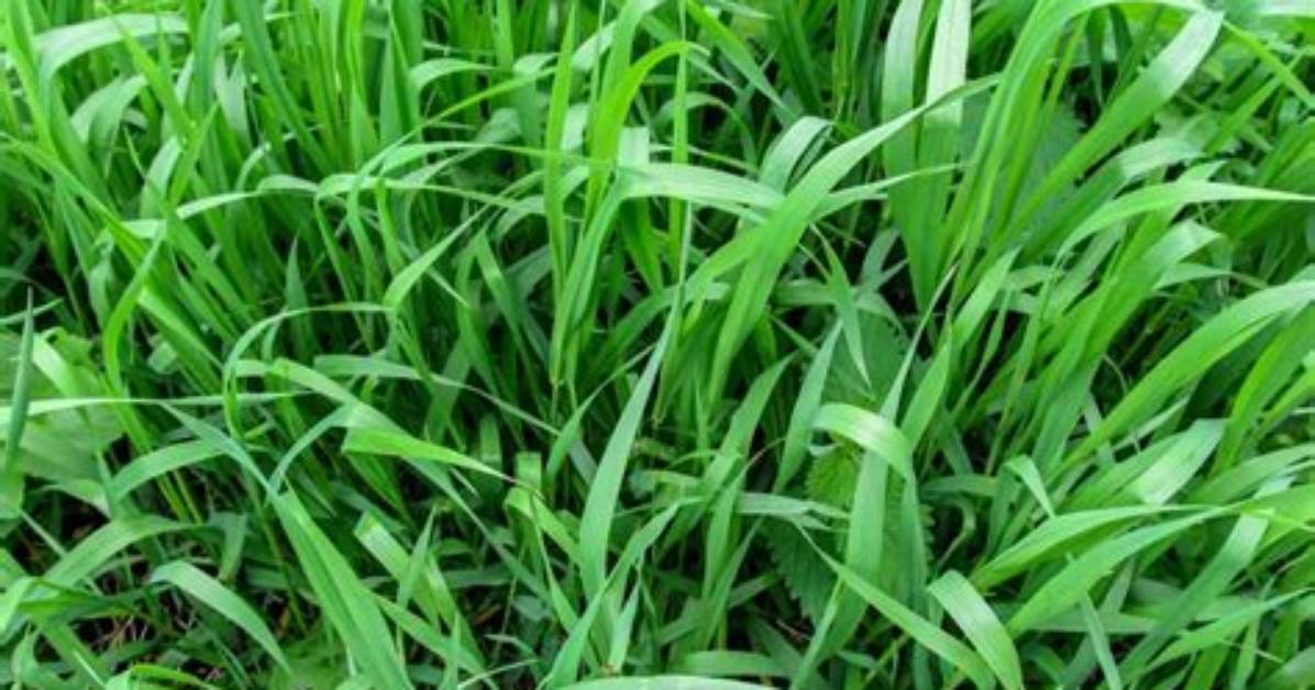 What Will Kill Quackgrass
