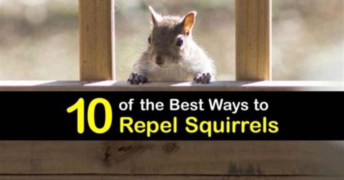 What Will Repel a Squirrel