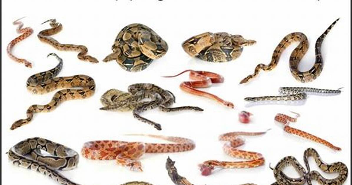 What Will Repel Snakes