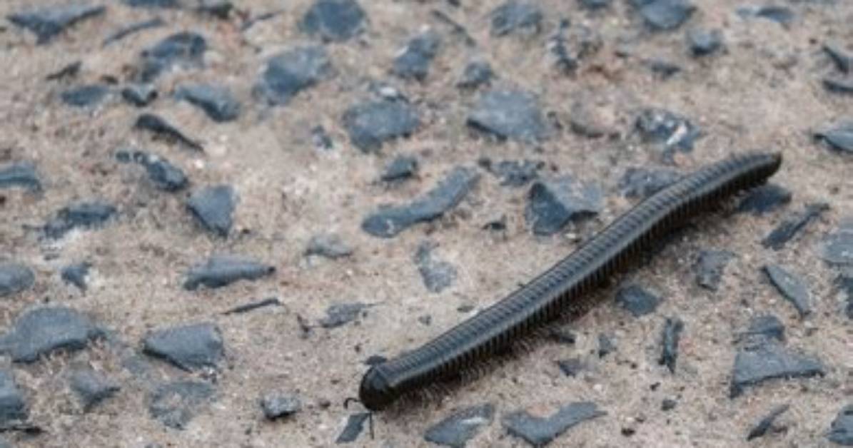What Worm Has a Hard Shell?