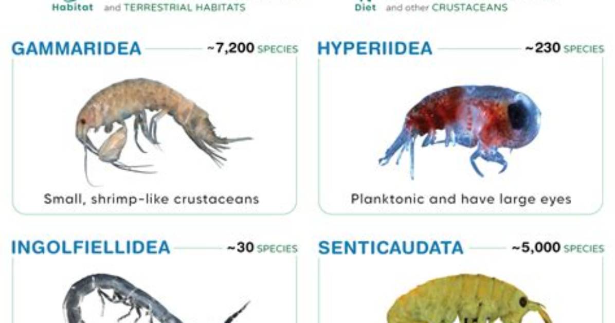 What Zone Do Amphipods Live in?