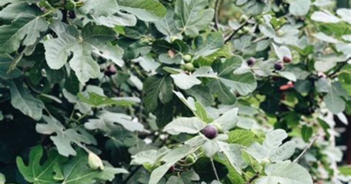 What Zone Do Figs Grow In