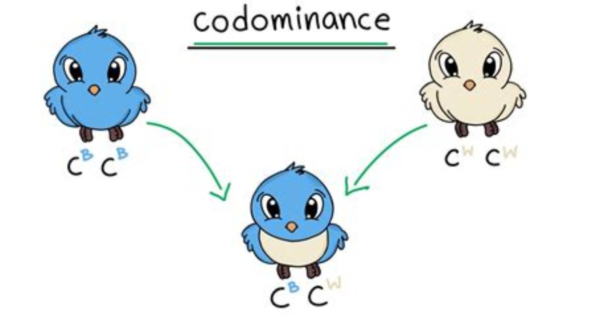 When 2 Alleles Are Codominant?