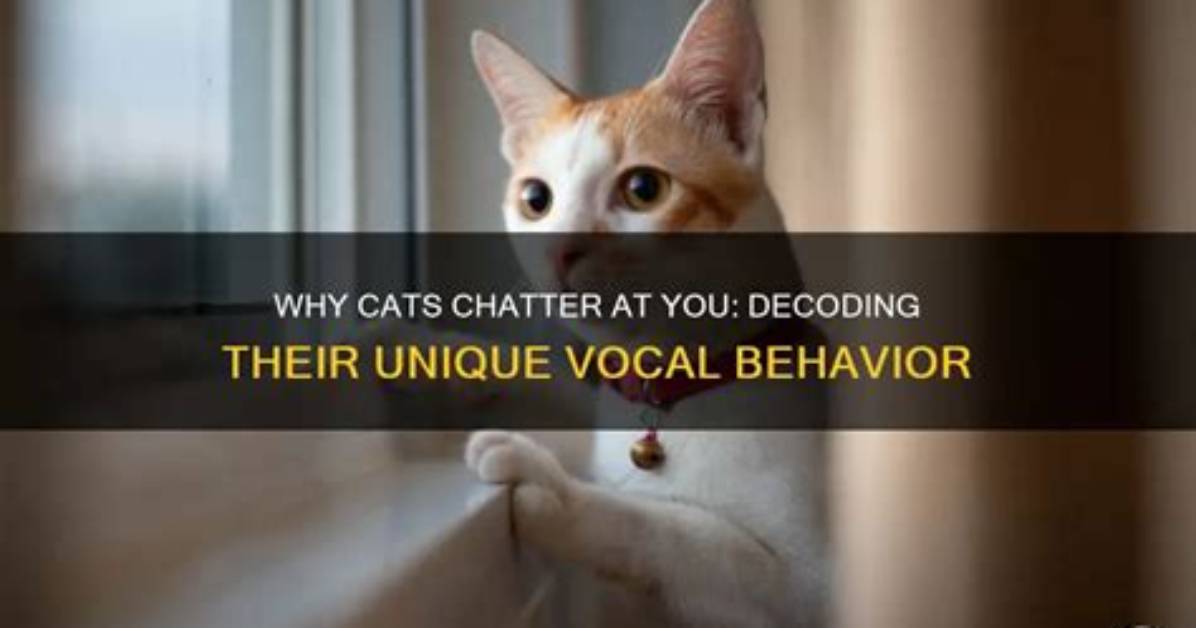 When a Cat Chatters?