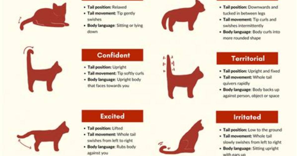 When a Cat Wags Their Tail?